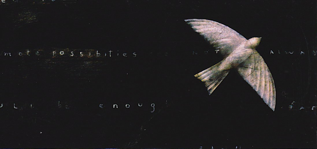 whitebird_large whitebird_large
